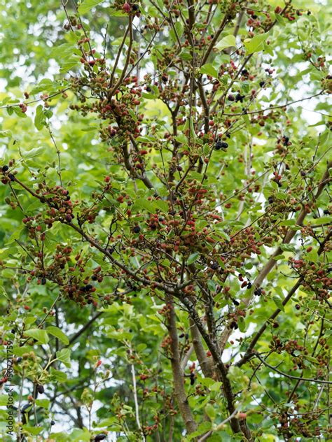 Morus nigra ou mûrier noir arbre fruitier aux branches étalées