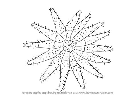 Learn How to Draw a Crown Of Thorns Starfish (Starfishes) Step by Step ...