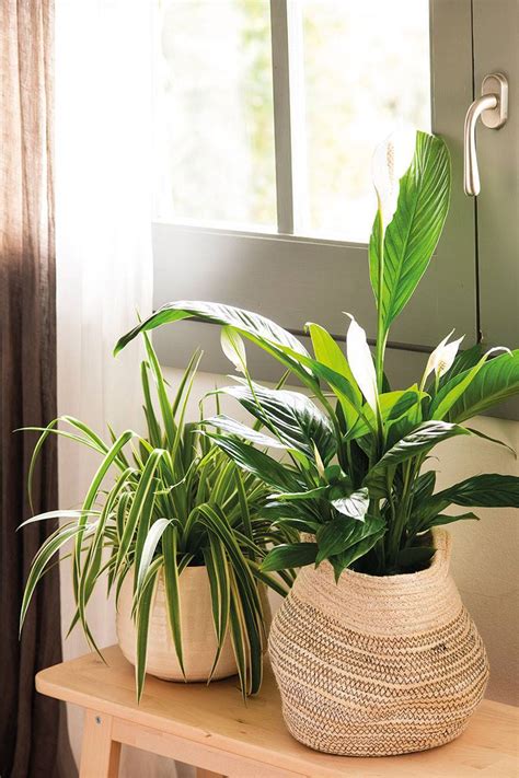 Plantas De Interior Para Refrescar La Casa Cuando Suben Las Temperaturas