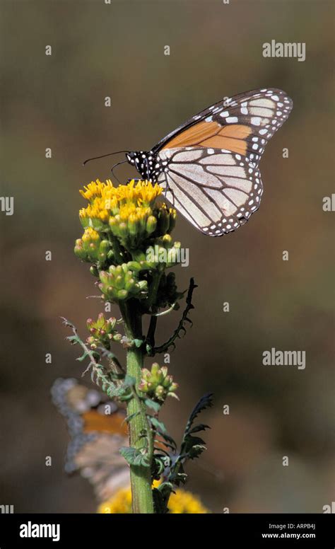 Monarch Butterfly Mexico Stock Photo Alamy