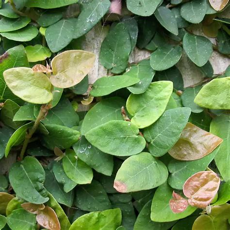 Ficus Pumila Creeping Fig Green Plant Bagwani Nursery India S Largest Online Wholesale