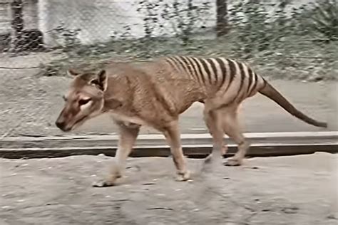 The 10 Million Bid To Bring Tasmanian Tigers Back To Life