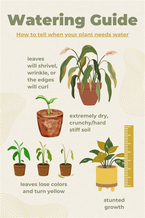 Watering Guide For Healthy House Plants