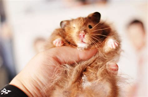 Cuddling With Beau The Cute Syrian Hamster Sable Long Haired