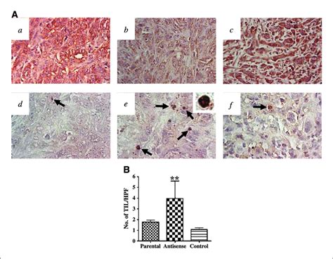 Down Regulation Of Fasl Expression Leads To Increased Infiltration Of Download Scientific