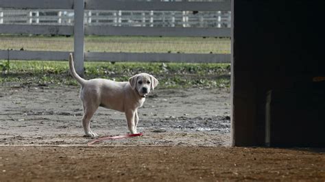 This year's Budweiser Super Bowl ad will once again leave you in tears ...