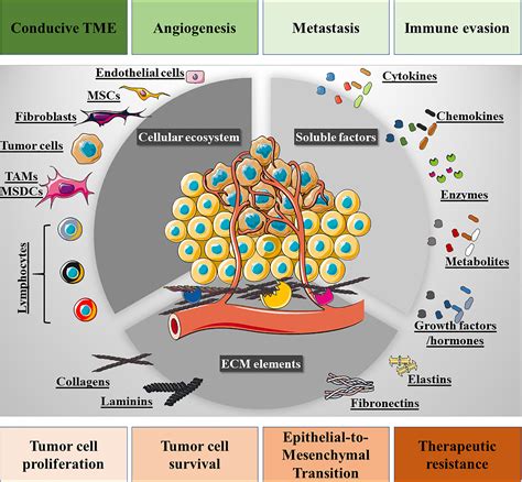 Frontiers The Use Of Iron Oxide Nanoparticles To Reprogram Macrophage Responses And The