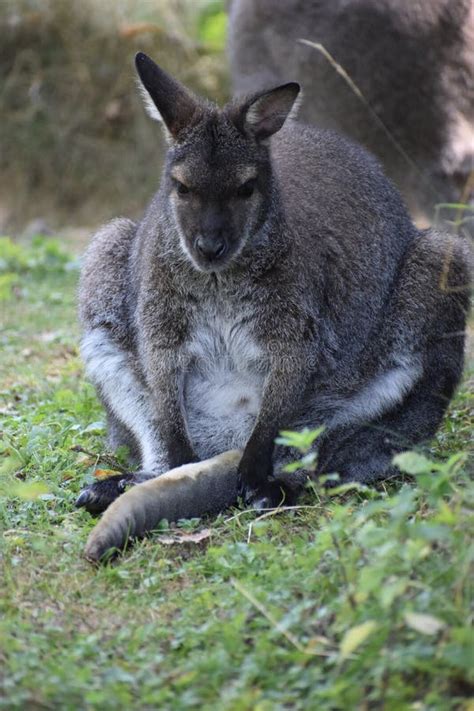 A Cute Brown Kangaroo Sitting On A Green Meadow Stock Image Image Of