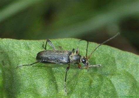 Grammoptera ruficornis Mattschwarzer Blütenbock Grammopte Flickr