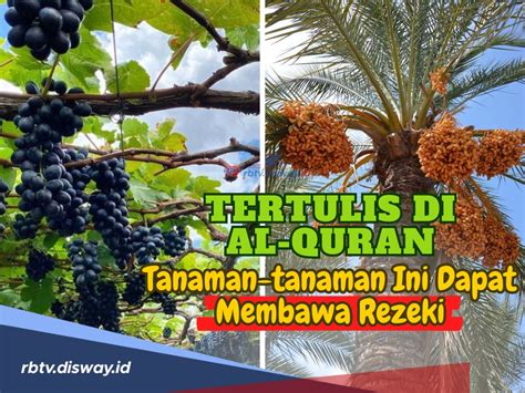 Disebutkan Dalam Al Quran Dan Hadist Ini Tanaman Yang Bisa