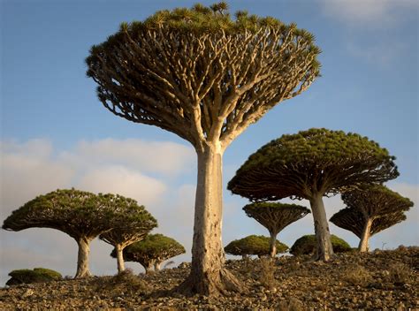 9 Of The Worlds Most Unique Iconic And Unusual Trees Wanderlust