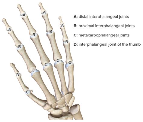 Hand Knochen Muskulatur Innervation Funktion Lecturio