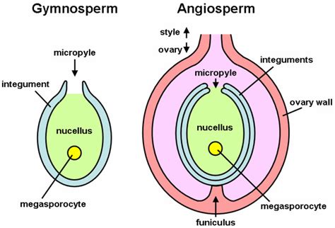 Ovules Diagram Schematic Representation Of Gymnosperm Vs Flickr