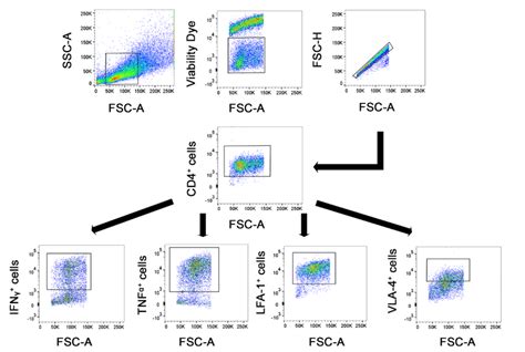 Flow Cytometry Gating Strategy For Ol And Th Cell After Co Culture A