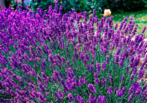 Лекарственное растение Лаванда узколистная (Lavandula angustifolia ...