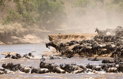 Serengeti National Park – Travel Guide, Map & More!