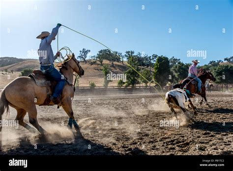 Cowboys on horseback roping cattle in a rodeo, action shot with rope ...