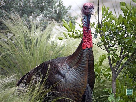 Strutting Wild Turkey Wallpapers Top Free Strutting Wild Turkey