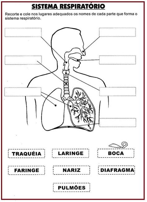 Descubrir Más De 62 Dibujo Para Colorear Sistema Respiratorio última Vn