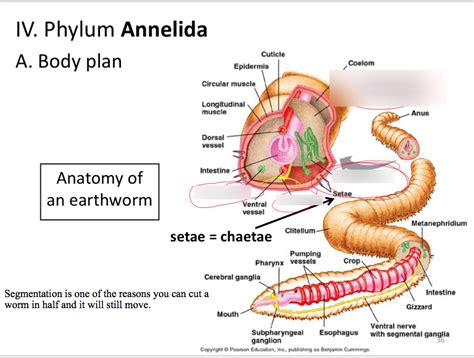 Lecture 6 Phylum Annelida Diagram Quizlet