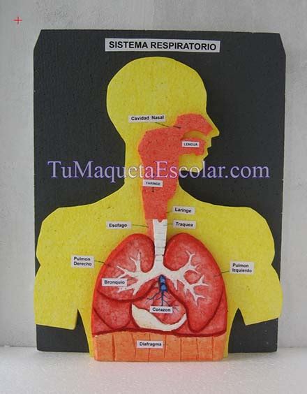 Maquetas Aparato Respiratorio Tu Escolar Peru Sistema Respiratorio