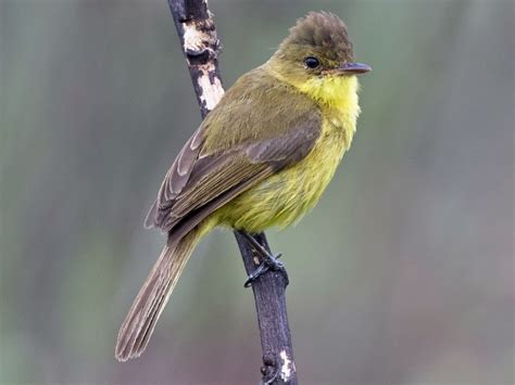 African Yellow Warbler Ebird