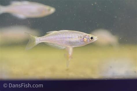 Zig Zag Rainbowfish Glossolepis Dorityi Dans Fish