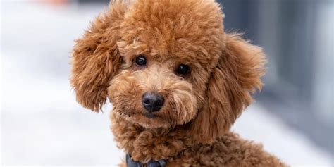 100 Nombres Para Perros French Poodle Inspirados En Su Origen 2023