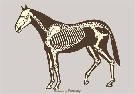 Diagram Diagram Of Horse Skull Mydiagramonline