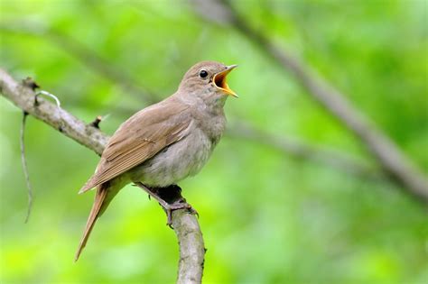 Simplyscience Le Chant Des Oiseaux