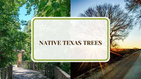 20 Native Texas Trees To Create A Charming Backyard Oasis - Plant America