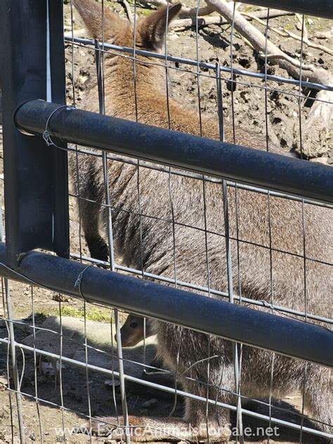 Bennetts Wallaby Joey For Sale