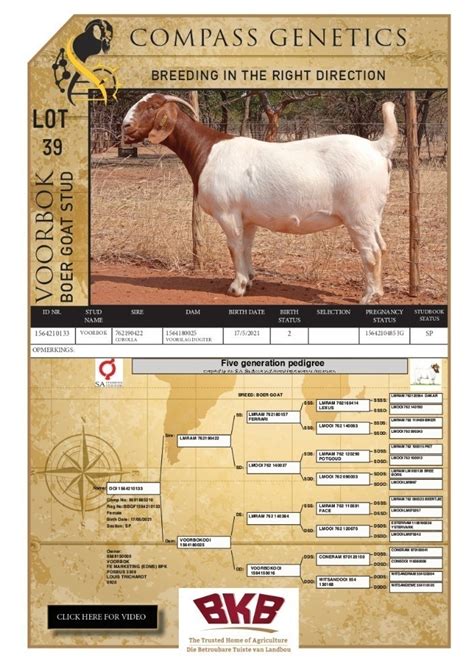 Withdrawn 1x Boer Goat Doe Voorbok Boer Goat Stud Compass Genetics