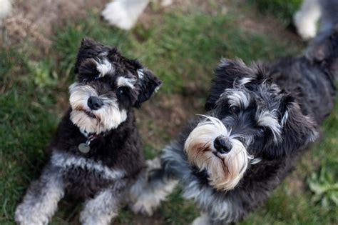 Les Diff Rentes Robes Du Schnauzer Nain Caract Ristiques Et Photos