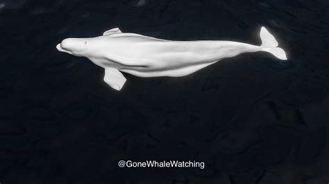 Beluga Whale Sighted Off San Diego Even Has The Us Coast Guard Looking For It Orange County