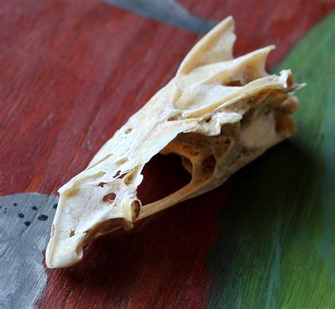 Not A Dragon Freshwater Drum Fish Skull Photo By Lupa Thegreenwolf