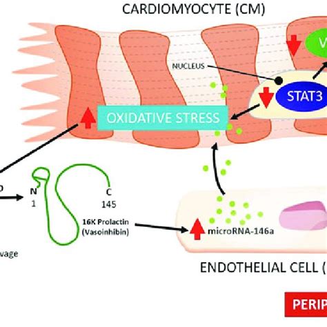 Pathophysiology Of Peripartum Cardiomyopathy In Pathogenesis Of