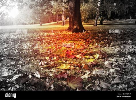 Autumn landscape black-and-white and color Stock Photo - Alamy