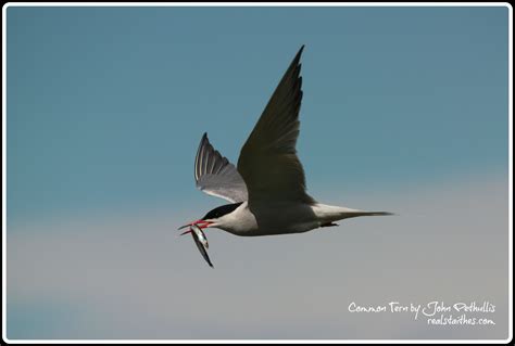 Common Tern — Real Staithes