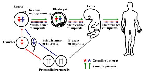 Surprising Facts About Epigenetic Reprogramming Facts Net