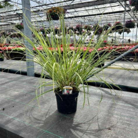Buy Quality Cortaderia Selloana Esperanta