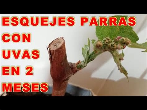 Esquejes De Parras Con Raices Y Uvas En 2 Meses Reproducir Parras