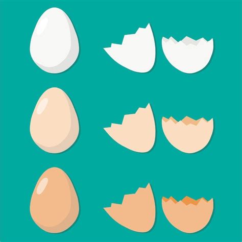 Premium Vector Chicken Eggs Eggshells
