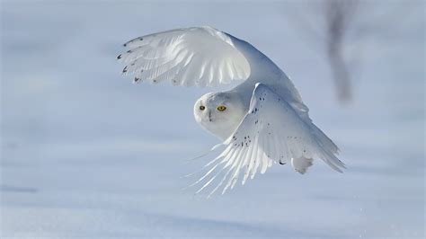 Flying White Owl Wallpaper