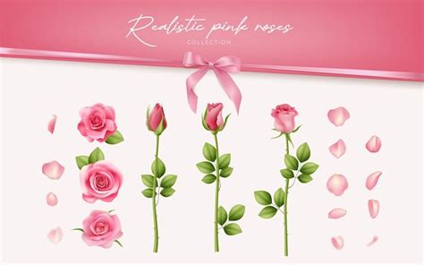 Premium Vector A Realistic Vector Collection Of Pink Roses And Petals