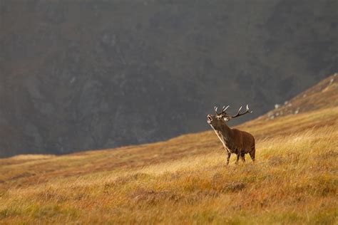 Red Deer Rutting in Scotland 2025 - Rove.me