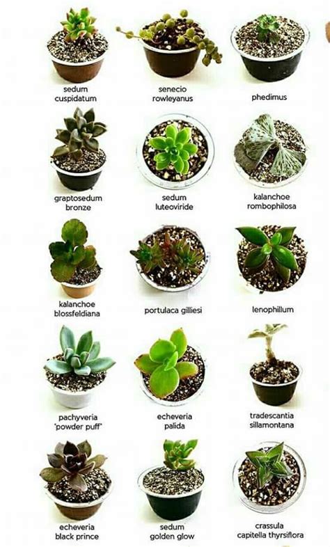 Tipos De Cactus Nombres Y Fotos Conoce Todo Acerca De Las Suculentas