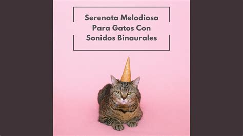 Sue Os Felinos En Armon A Binaural Youtube