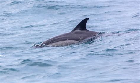 Dolphin Fin Above the Water Stock Photo - Image of natural, aquatic ...