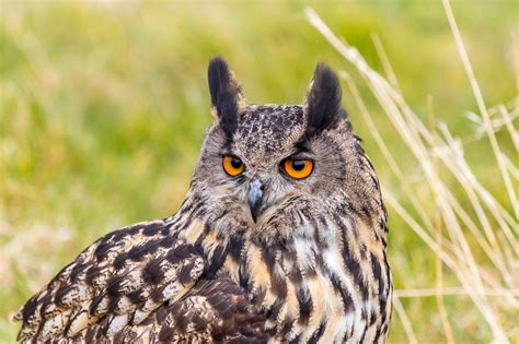 Fond d écran 2048x1365 px animaux des oiseaux la nature hibou